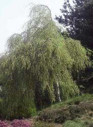 Betula pendula Youngii Contorted — photo 3