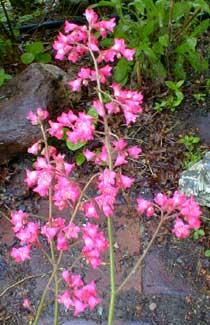 Bressingham Hybrids Silver Bells — photo 1