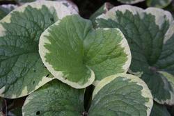 Brunnera macrophylla Hadspen Cream — photo 1