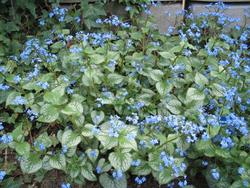 Brunnera macrophylla Jack Frost — photo 1