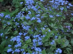 Brunnera macrophylla Jack Frost — photo 2