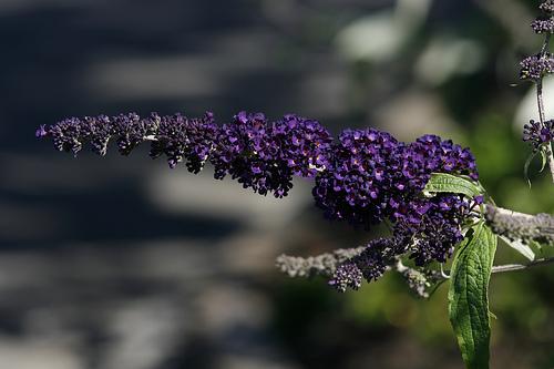 Buddleia Davidii 'Black Knight' — photo 1