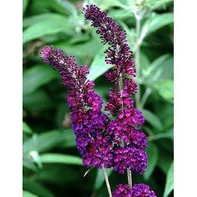 Buddleia davidii 'Guinevere' — photo 1
