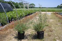 Buddleia davidii 'Nanho Blue' — photo 1