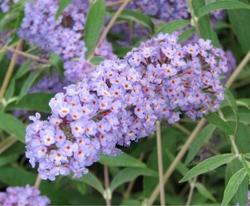 Buddleia davidii 'Nanho Blue' — photo 2