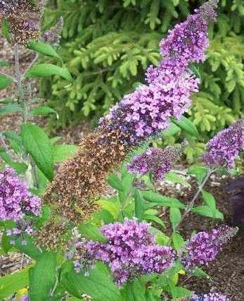 Buddleia davidii 'Peacock' — photo 1