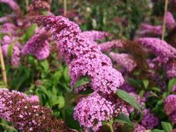 Buddleia davidii 'Pink Delight' — photo 1