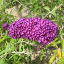 Buddleia davidii 'Royal Red' — photo 1