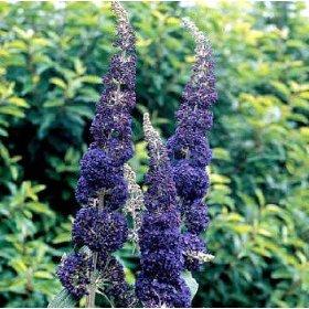 Buddleia daviidii 'Adonis Blue' — photo 1