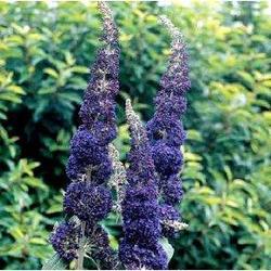 Buddleia daviidii 'Adonis Blue' — photo 1