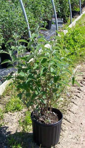 Buddleia Lochinch — photo 1