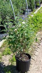 Buddleia Lochinch — photo 1