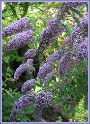 Buddleia Lochinch — photo 2