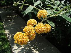 Buddleia Orchid Beauty — photo 1