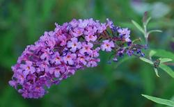 Buddleia Purple Emperor — photo 1