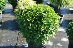 Buxus sempervirens — photo 1
