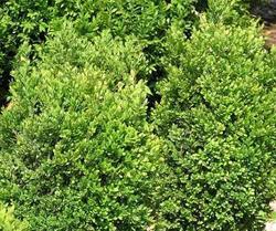 Buxus sempervirens — photo 2