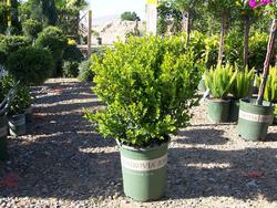 Buxus Faulkner — photo 1