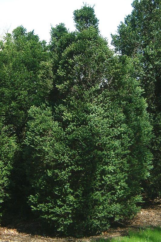 Buxus microphylla 'John Baldwin' — photo 1