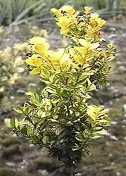 Buxus latifolia Maculata — photo 1