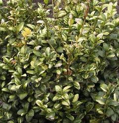 Buxus latifolia Maculata — photo 2