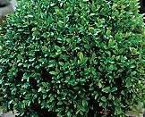 Buxus mic. var. jap. 'Green Beauty' — photo 1
