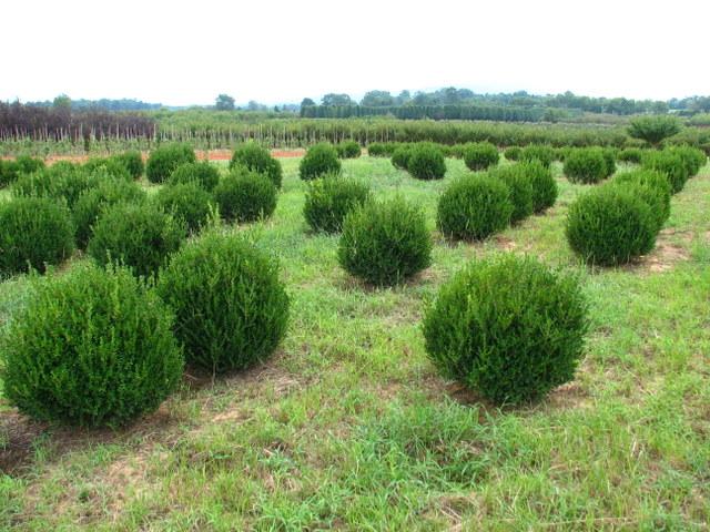 Buxus microphylla 'Winter Green' — photo 1