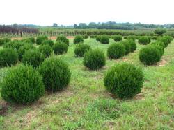 Buxus microphylla 'Winter Green' — photo 1