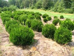 Buxus microphylla 'Winter Green' — photo 2