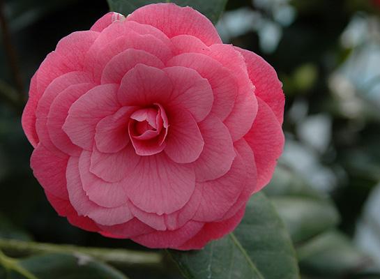 Camellia April Kiss