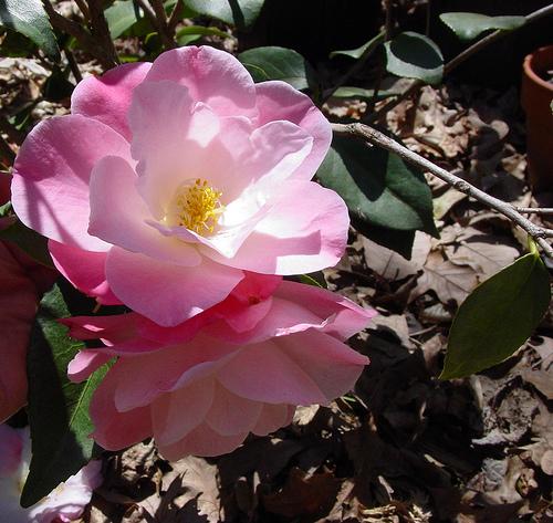 Camellia April Remembered — photo 1