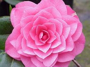Camellia April Rose