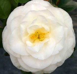 Camellia April Snow — photo 1