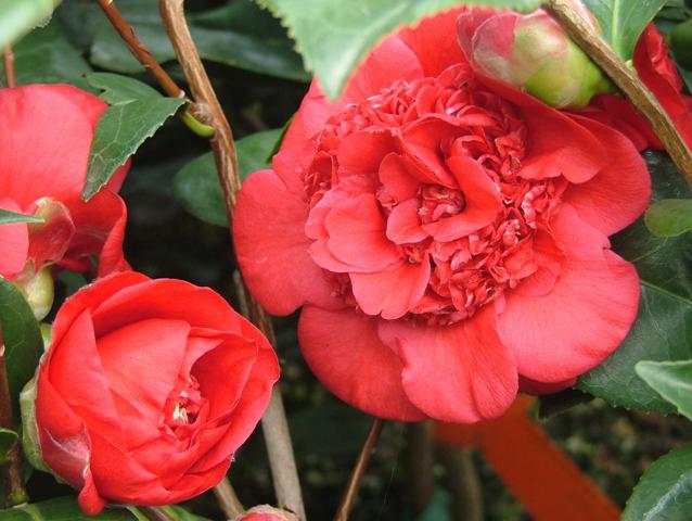 Camellia April Tryst