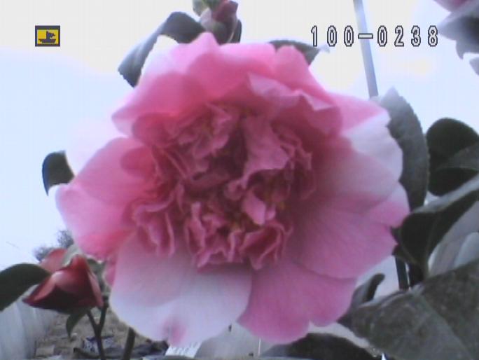 Camellia Ballet Queen