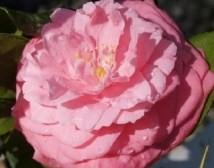 Camellia Betty Sette — photo 1