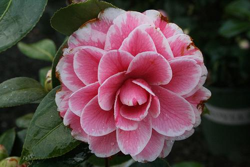 Camellia ca Jordans Pride — photo 1