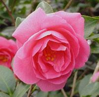 Camellia Christmas Rose — photo 1