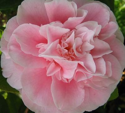 Camellia Debutante