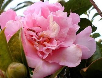 Camellia Elsie Jury