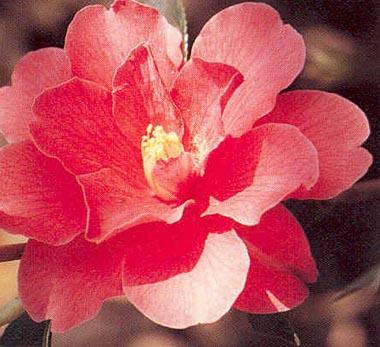 Camellia Freedom Bell