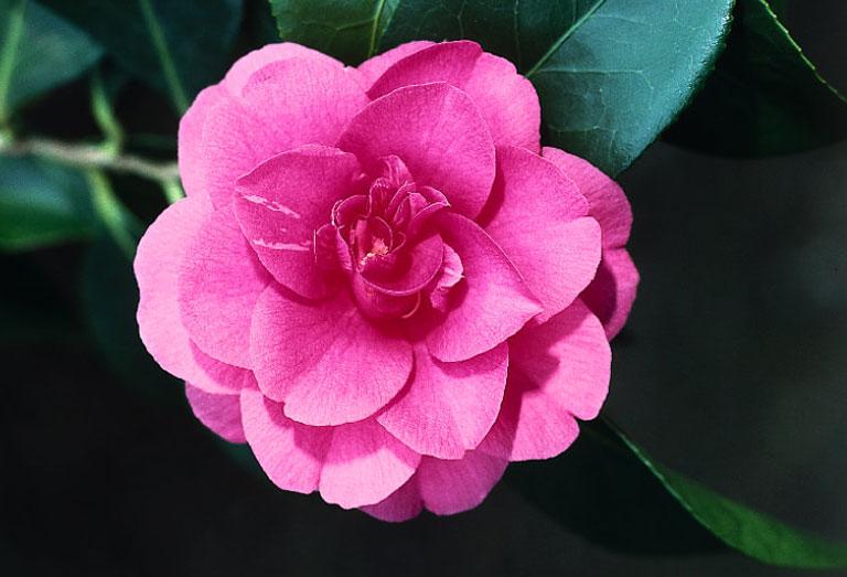 Camellia Grandiflora Rosea