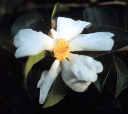 Camellia Lu Shan Snow