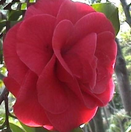 Camellia Mathotiana