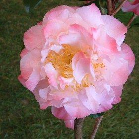 Camellia Nuccios Jewel — photo 1