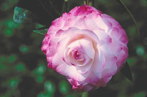 Camellia Nuccios Pearl