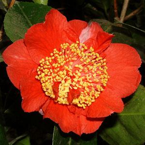 Camellia Rendezvous — photo 1