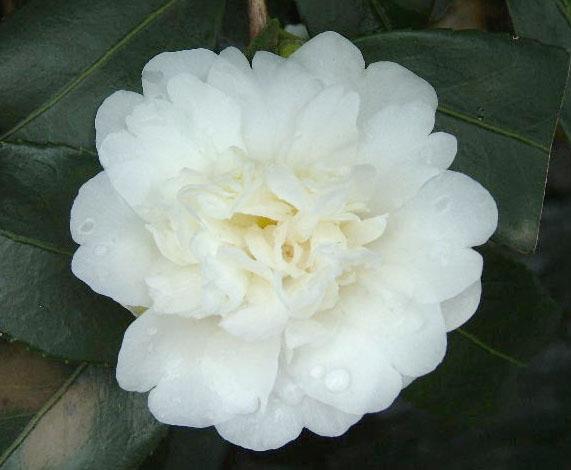 Camellia Snow Flurry — photo 1