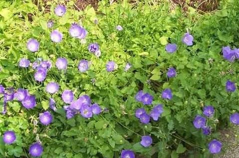 Campanula Bavaria Blue