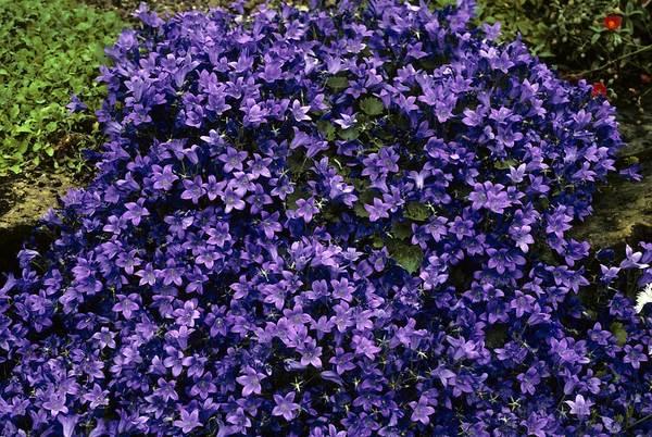 Campanula Birch Hybrid — photo 1
